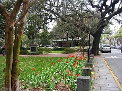 03-21 11 Tulips in a Square